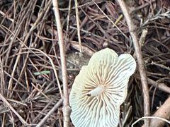 -东天目山风景区