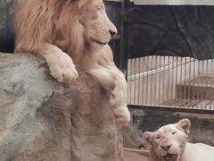 -清迈夜间动物园