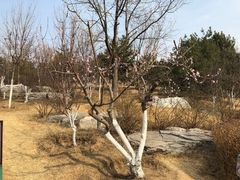 -燕郊植物园
