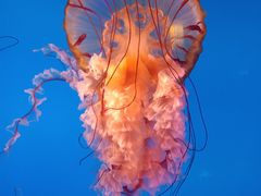 -太平洋海底世界