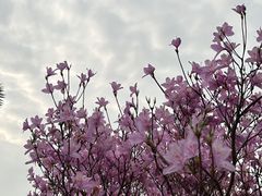 -深圳仙湖植物园