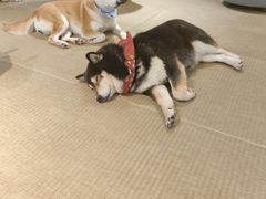 -逗柴咖啡屋·狗咖猫咖宠物桌游