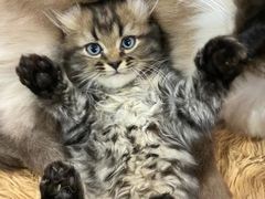 -猫亿天猫咖