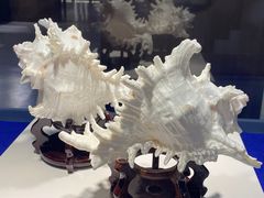 -贝壳王国博物馆