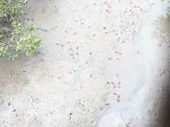 -北海金海湾红树林生态旅游区