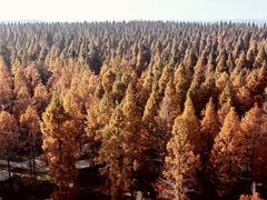 -黄海国家森林公园