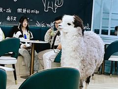 -安格丽娜·狗咖·猫咖羊驼咖(春熙路百盛商场店)