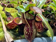 -国家植物园南园