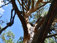 -莫尔道嘎国家森林公园