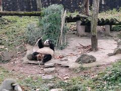 -都江堰中华大熊猫苑