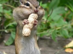 -五营红松林海景区