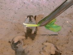 -浣熊柯尔鸭土拨鼠·电玩咖