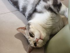 -平行世界·猫咖(首经贸店)