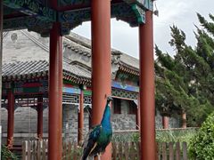 -有喜胶东小馆(太申祥和店)