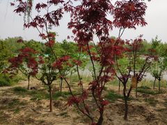 -大兴滨河森林公园