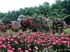 -石家庄市植物园