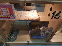 -BABIT巴比特宠物(MOMOPARK店)