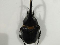 -上海昆虫博物馆