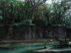 -奥兰多迪士尼动物王国乐园