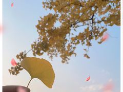 -永定河休闲森林公园