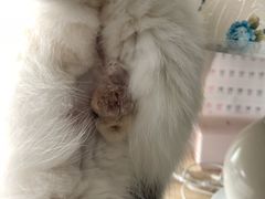 -纳吉亚猫专科动物诊疗中心(蒋宅口分院)