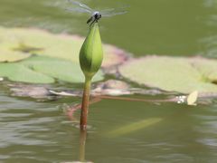 -国家植物园南园