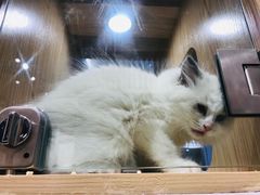 -屋虎猫馆(宝安大仟里店)