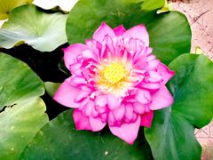 -莲花池公园