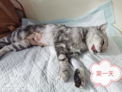 -A猫a狗全科·犬猫异宠·芥西宠物医院(南开总院)