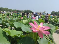 -白洋淀景区