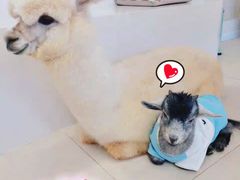 -怪兽屋·羊驼·猫咖·狗咖(俊华广场店)