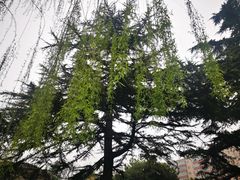 -团结湖公园