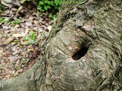 -上海佘山国家森林公园天马山园