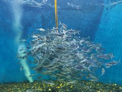 -成都浩海立方海洋公园