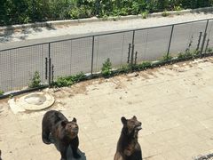 -大连森林动物园