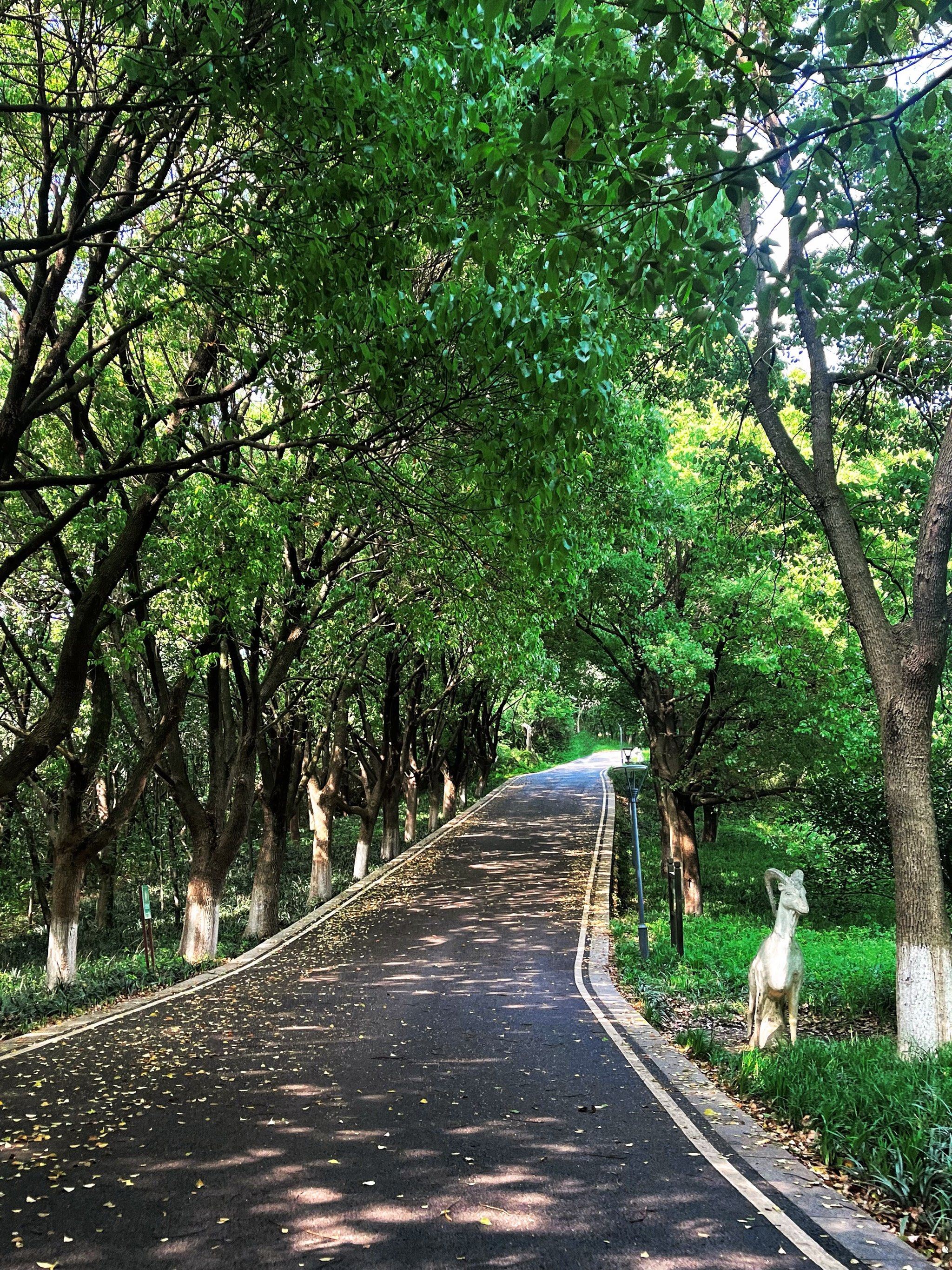 🌳🌳🌳散步在这条林荫小道上🌿🌿🌿