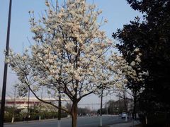 -四川大学(望江校区)