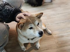-李小姐の猫咖啡馆(五角场店)