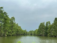 -池杉湖湿地公园