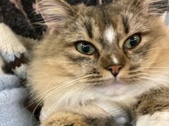 -博特宠物医院24h犬猫全科.骨科·异宠
