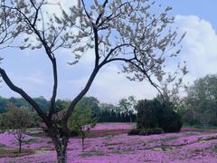 -棒棰岛宾馆景区