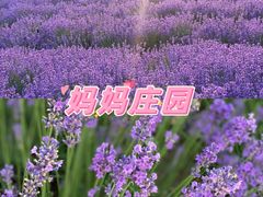 -都江堰玫瑰花溪谷