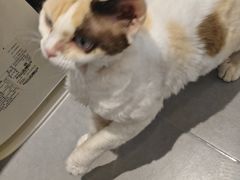 -琪喵猫屋·撸猫猫咖·猫舍