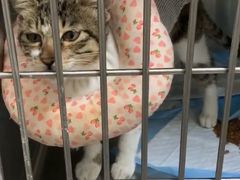 -关爱动物医院·心脏·中兽医·异宠(金牛路分院)