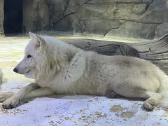 -海合安成都极地海洋公园