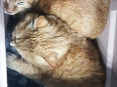 -北京赛佳动物医院