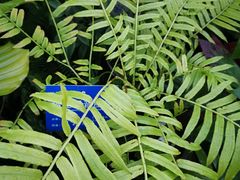 -国家植物园南园