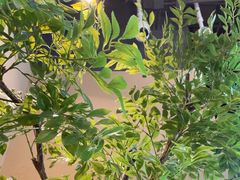 -金鼎轩(鸟巢北辰荟店)