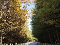 -金鸡湖景区
