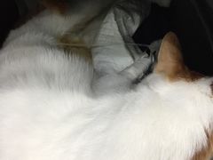 -伟伟宠物医院·CT影像中心·瑞派犬猫综合性门诊(汉口总院)